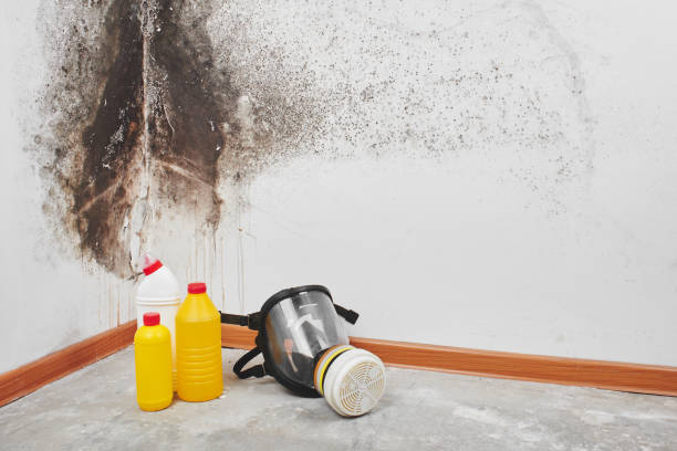 Office Mold Removal Services in Vardaman, MS